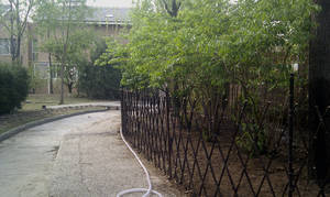 10 x Bambus Espalier hegn   