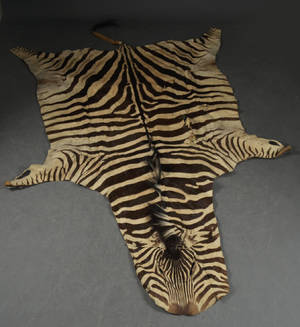 Zebraskinn