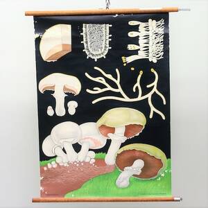 Skolplansch