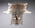 Zebraskind
