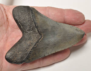 Hajtand fra uddød kæmpehaj - Megalodon. 6 mio. år gammel 10cm