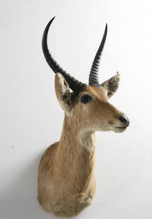 Jagttrofæ af rheebok