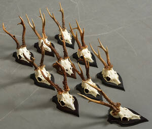 10 bukkeopsatse, skalmonteret jagttrofæer 10