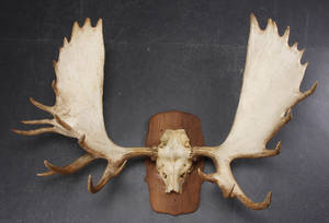 Skalmonteret mooseelgtyr