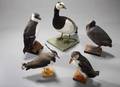 Samling udstoppede fugle.  5 