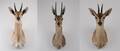 Gray Rehbuck,  Duiker og reedbuck 3