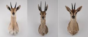 Gray Rehbuck,  Duiker og reedbuck 3