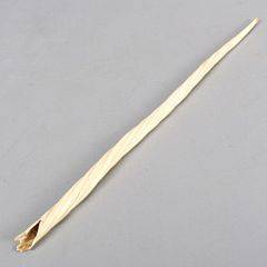 Narhvalstand. Monodon monoceros. Vægt ca. 315 gr. L. 68.