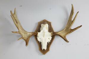 ÄLGHORN, 10-taggare