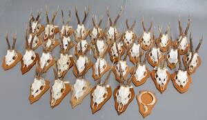 En samling jagttrofæer. 351 Denne vare er sat til omsalg under nyt varenummer 5022086