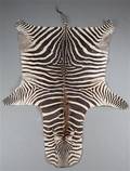 Zebraskind  
