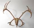 Jagttrofæ af stor skalmonteret Canadisk Caribou 1.