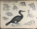 Dybdahls Zoologiske Plancher Anskuelsesplanche med fuglemotiver