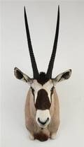 Jagttrofæ. Skuldermonteret oryx Oryx gazella
