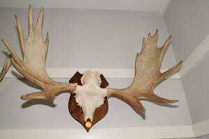 Monterat älghorn 16 taggar, B 110 cm