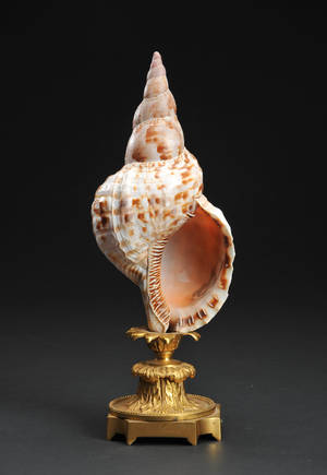 Konkylie monteret på stand af forgyldt bronze