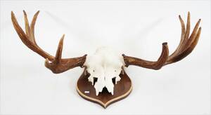 Älghorn, 10-taggare