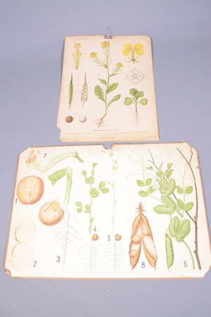 Skolplanscher, växter