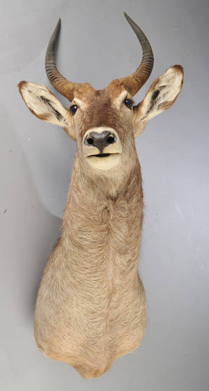 Hovedmonteret jagttrofæ Waterbuck.