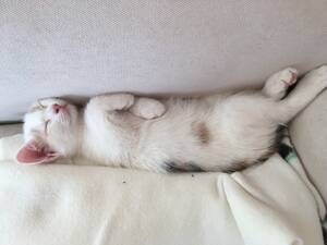 Test  item - do not bid