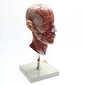 ANATOMISK MODELL, plast, 1900-tal.
