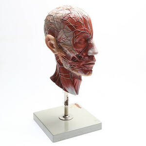 ANATOMISK MODELL, plast, 1900-tal.