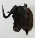 Jagttrofæ. Skuldermonteret Black Wildebeest Connochaetes gnou