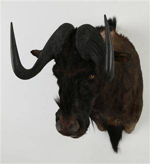 Jagttrofæ. Skuldermonteret Black Wildebeest Connochaetes gnou