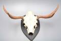Horn