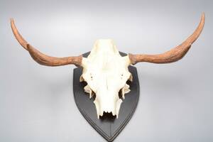 Horn