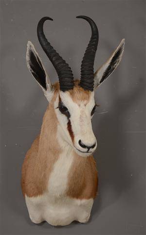 Skuldermonteret Springbuck, jagttrofæ