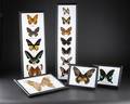 Samling sommerfugle, monteret bag glas.5