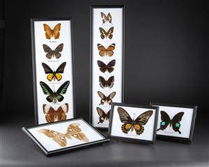 Samling sommerfugle, monteret bag glas.5