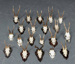 Skalmonterede jagttrofæer 20 