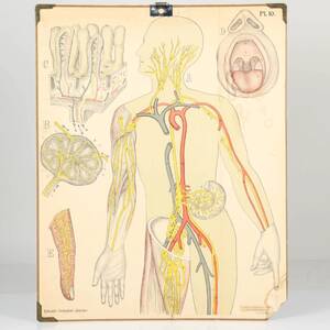 SKOLPLANCH, Dybdahls Zooloiske Planscher