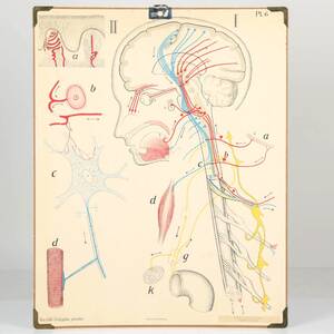 SKOLPLANCH, Dybdahls Zooloiske Planscher