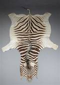 Zebraskind 1.
