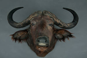 Trofæ. Hovedmonteret water Buffalo