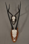 Oryx samt Impala opsatse. 2
