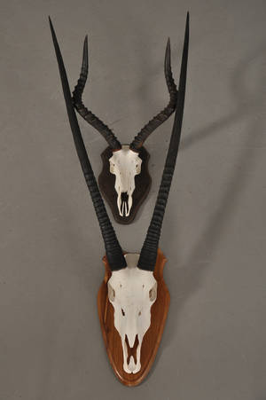 Oryx samt Impala opsatse. 2
