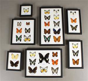 Samling sommerfugle 7