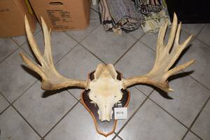 Monterat älghorn, 12 taggar, B 90 cm