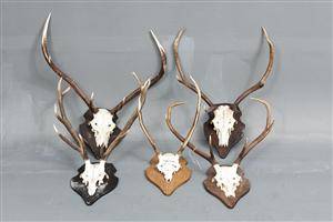Fem skalmonterede jagttrofæer 5