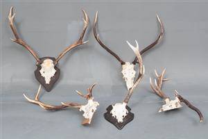 Fem skalmonterede jagttrofæer 5