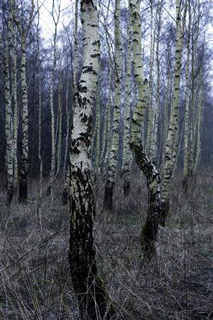 Søren Larsen f . 1963 Foto, War of nature 69