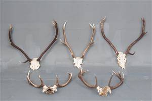 Fem skalmonterede jagttrofæer. 5