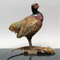 Fasan