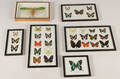 Samling diverse sommerfugle m.m. 6