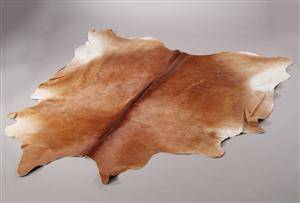 Argentinsk Koskind. Kort skind. Farve Brownwhite