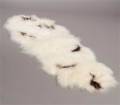 Islandsk forligger. Longwool. Farve Off-white m brune Spots.
